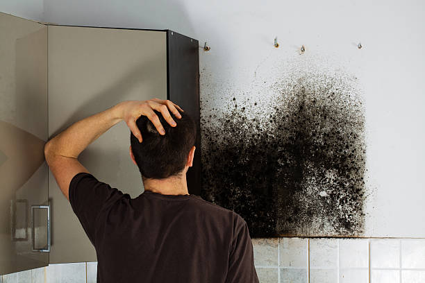 Best Mold Odor Removal Services  in Cupertino, CA